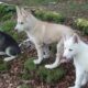 Siberian Husky x White Swiss Shepherd Pups