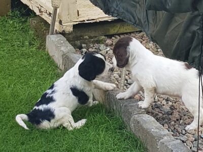 Springer Spaniel Puppies for Sale in Westmeath