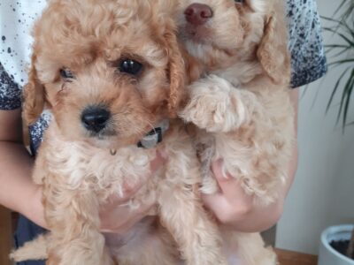 Cavachon Puppies for Sale in Griggy
