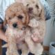 Cavachon puppies for sale Ireland