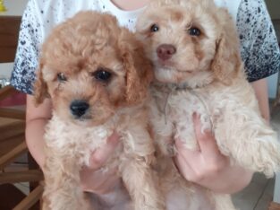 Cavachon puppies for sale Ireland