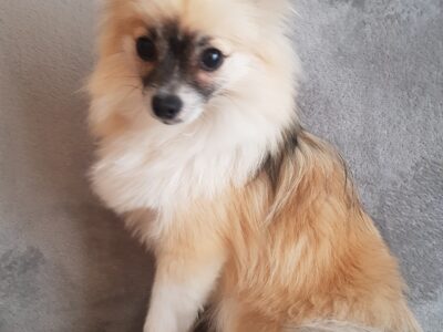 Pomeranian Puppy for Sale in Santry