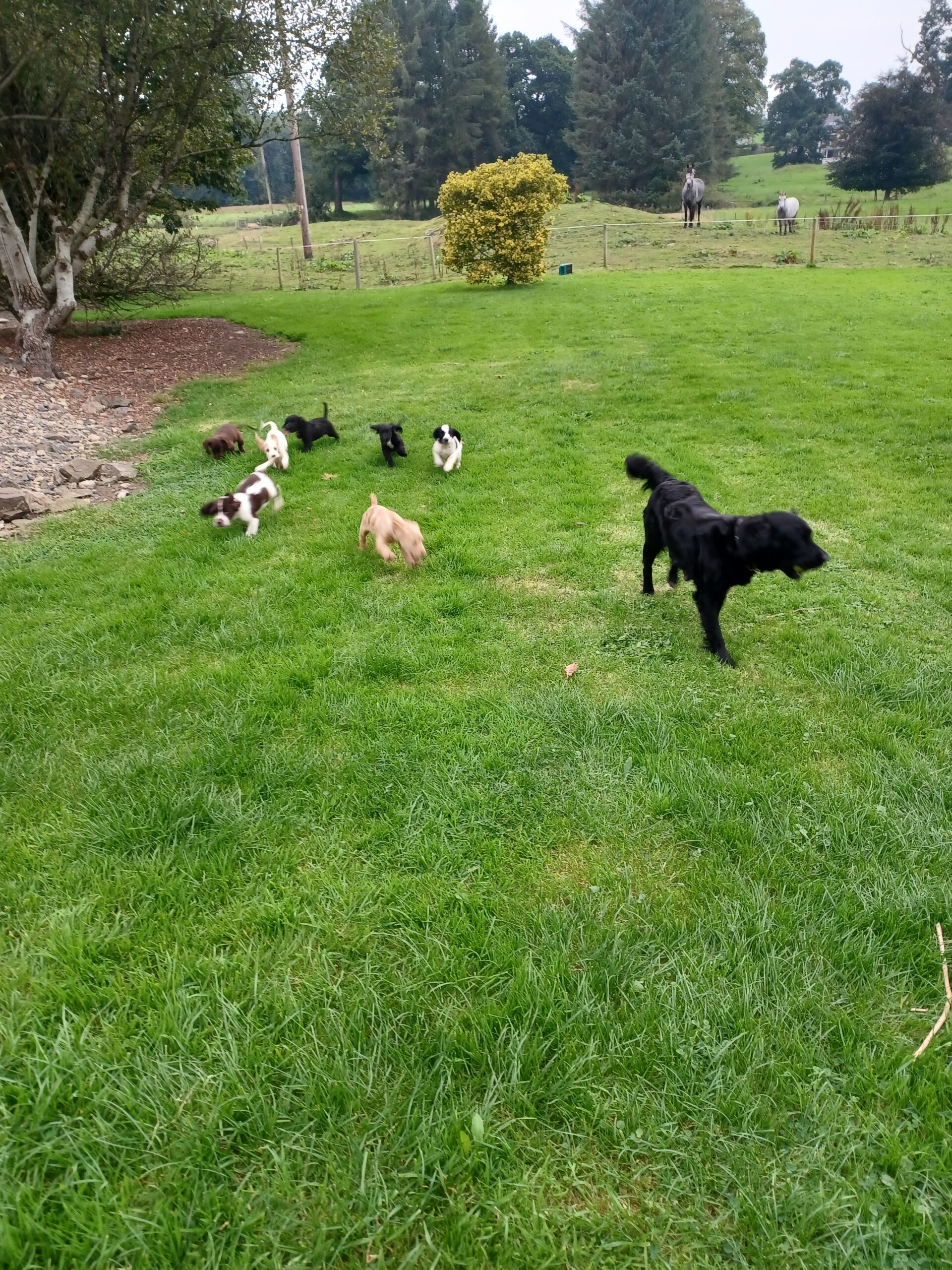 Sprocker x sprollie pups Cavan(Only 3 left of 8) - Dogs For Sale Ireland