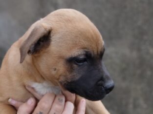 Staffordshire bull terriers for sale