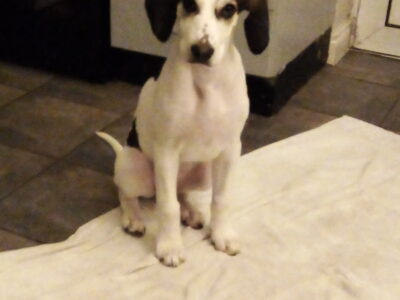 Lab x Beagle Puppies in Westmeath – IKC Registered