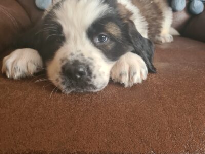 St Bernard Puppies in Roscommon – Family-Friendly