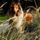 PURE BRED ROUGH COLLIE (Lassie)PUPPIES