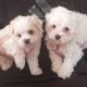 Bichon x Maltese puppies