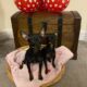 Russian Toy Terriers (QUICK SALE)