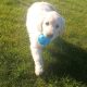 Beautiful Golden Retriever puppy for sale in Mayo