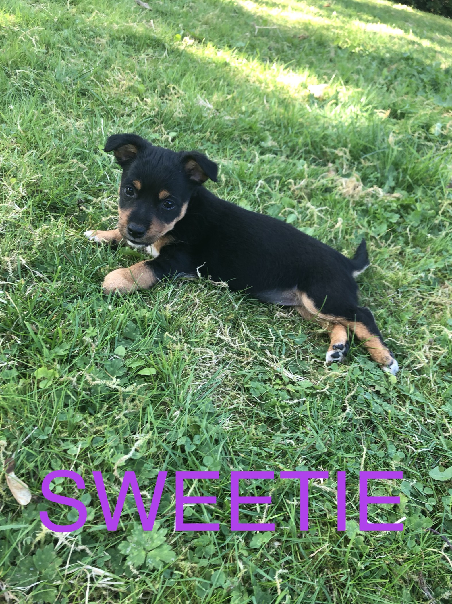 jack Russell puppies Kildare Black and Tan Dogs For Sale Ireland