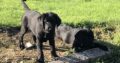 Purebred IKC Registered Labrador pups for sale
