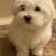 Maltese puppy For Sale – Milo