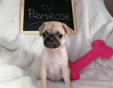 Playful Pugs for Sale in Strokestown