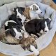 Purebred Whippet pups for sale