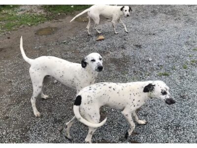 Dalmatian Puppies for Sale in Tipperary