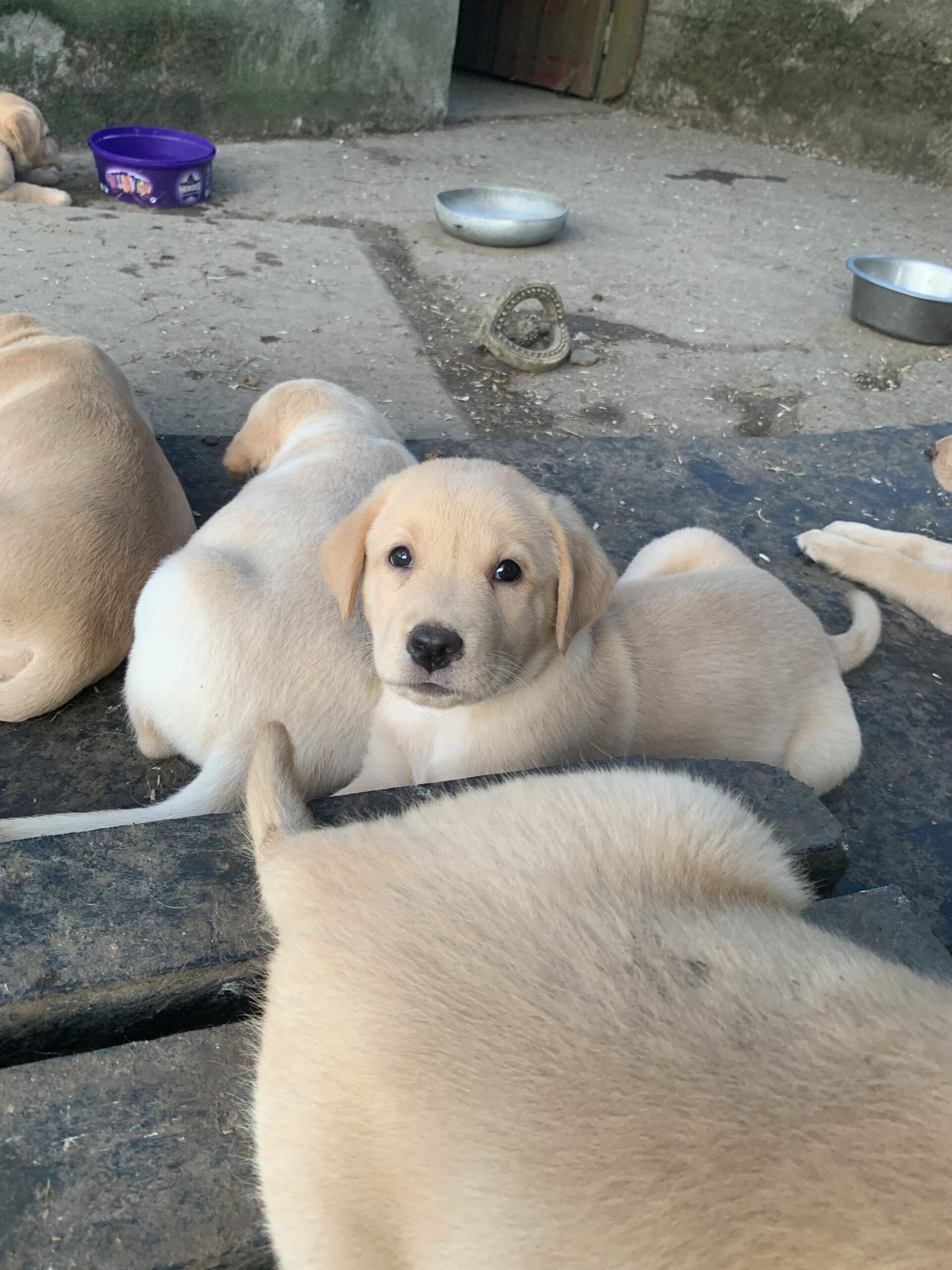 Purebred golden Labrador puppies - Dogs For Sale Ireland