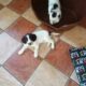 Pure bred Springer Spaniels for sale