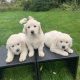 IKC Golden retriever pups for sale