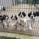 St Bernard Puppies Castleblaney