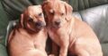 Puggle puppies for sale Carlow