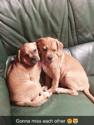 Puggle puppies for sale Carlow