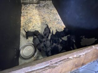 Labrador pups IKC Registered