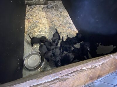 Labrador Puppies in Finea – IKC Registered