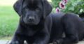 Purebred IKC Registered Labrador pups for sale