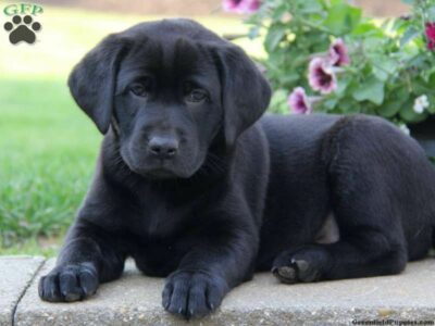 Labrador Puppies for Sale in Tramore – IKC Registered