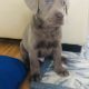 I am selling a wonderful silver Labrador
