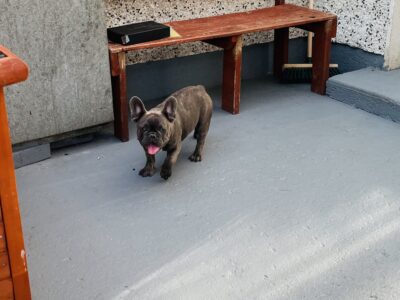 Blue French Bulldog for Sale in Wicklow