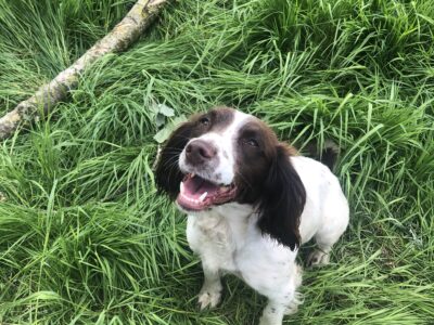 Springer Spaniel Puppies in Sandymount