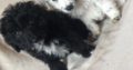 Sheepadoodle puppies for sale