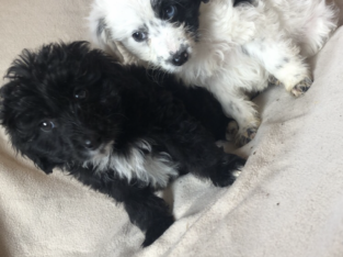 Sheepadoodle puppies for sale