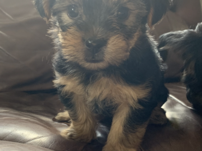 Playful Yorkie Puppies for Sale in Ennis