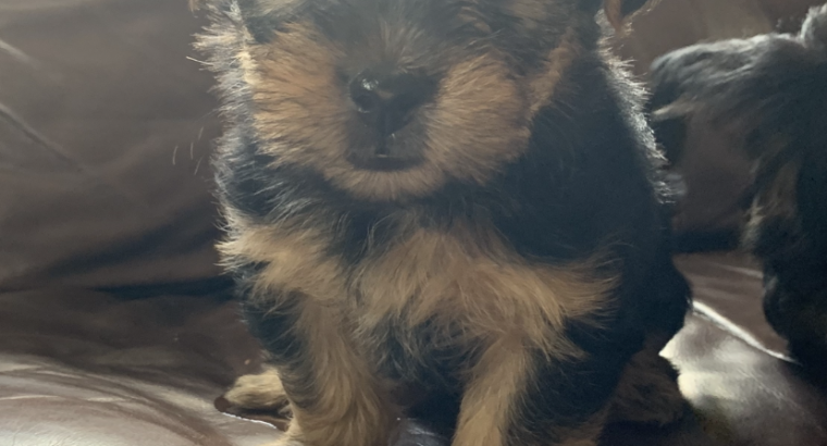 Yorkie puppies for sale Ennis