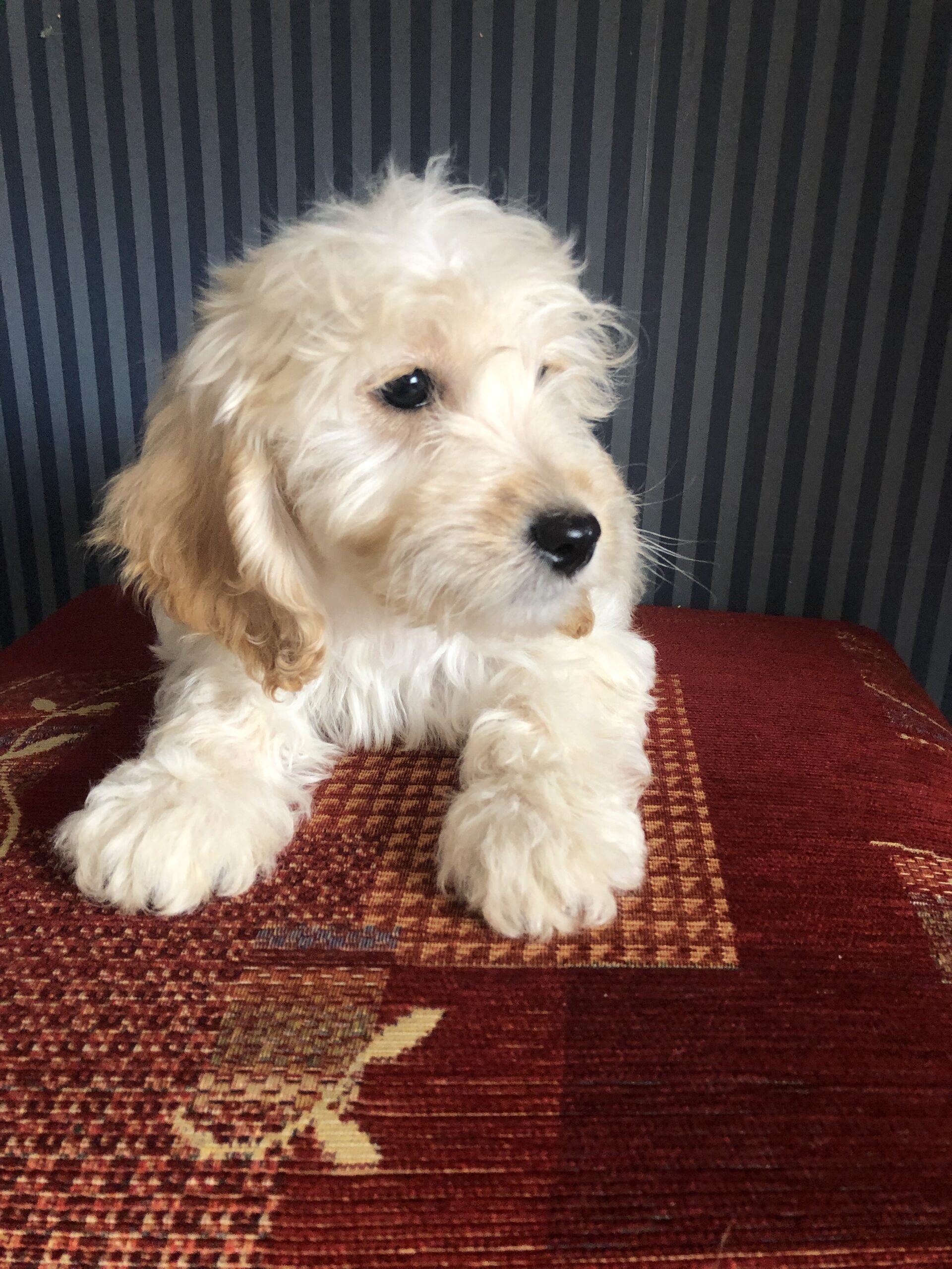 Cockapoo pups Cootehill Co Monaghan Dogs For Sale Ireland