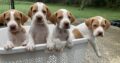 ENGLISH POINTER PUPS WEXFORD