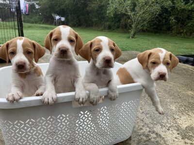 English Pointer Puppies for Sale in Wexford
