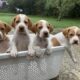 ENGLISH POINTER PUPS WEXFORD