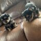 Yorkie puppies for sale Ennis