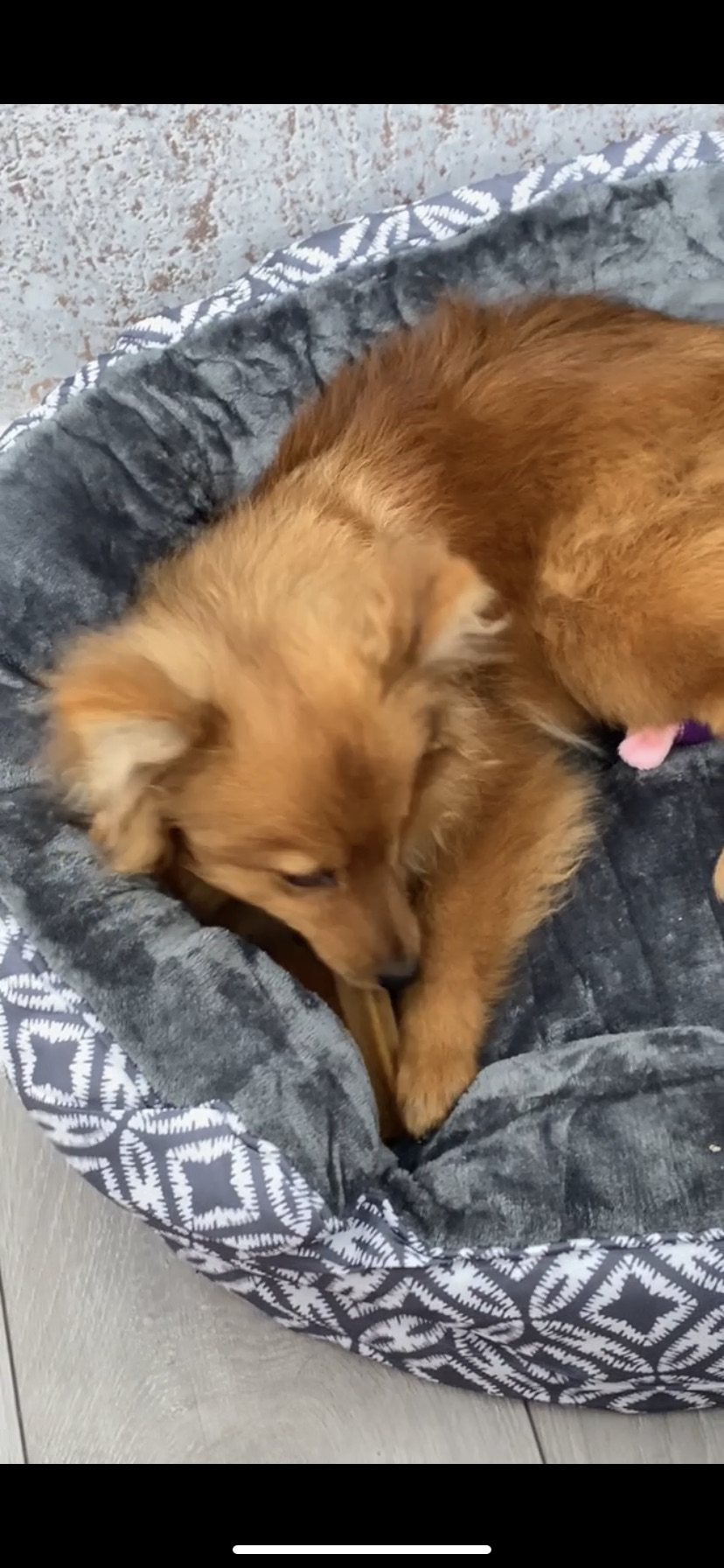 Pomeranian Puppy County Dublin Ireland Dogs For Sale Ireland