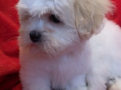 Coton de Tulear Puppies for Sale in Naas