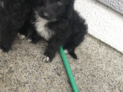 Sheepadoodle Puppies for Sale in Killahy