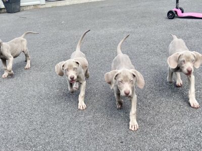 Weimaraner Puppies for Sale in Galway – IKC Registered