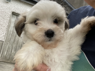 Maltipoo Puppies for Sale Ireland