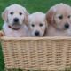 Beautiful Golden Retriever Puppies for Sale