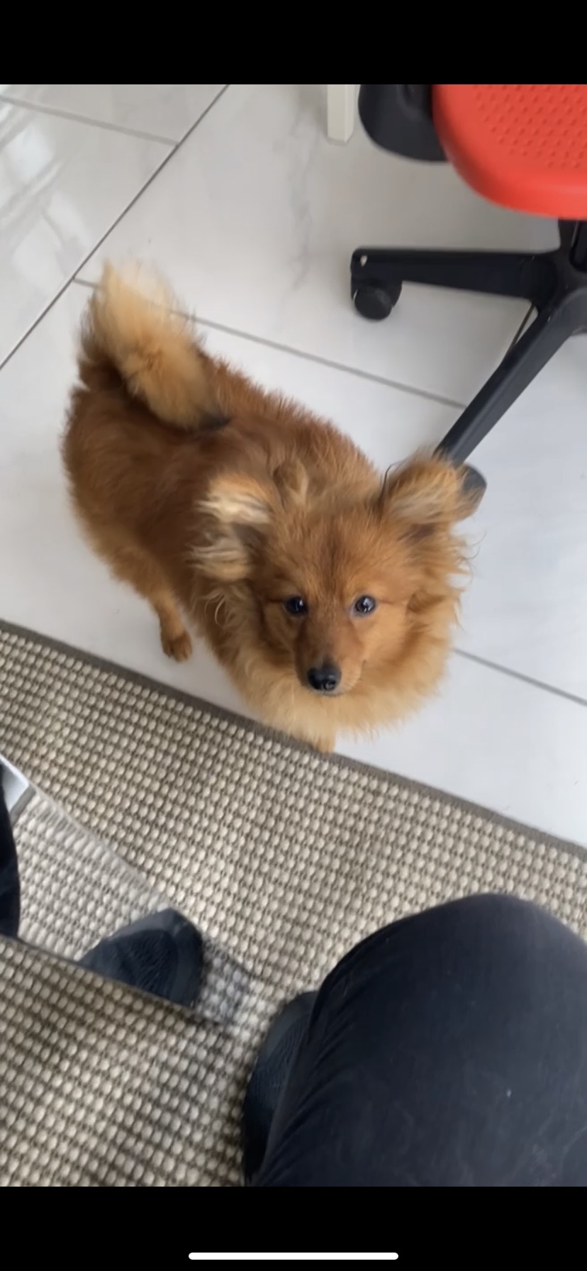 Pomeranian Puppy County Dublin Ireland Dogs For Sale Ireland