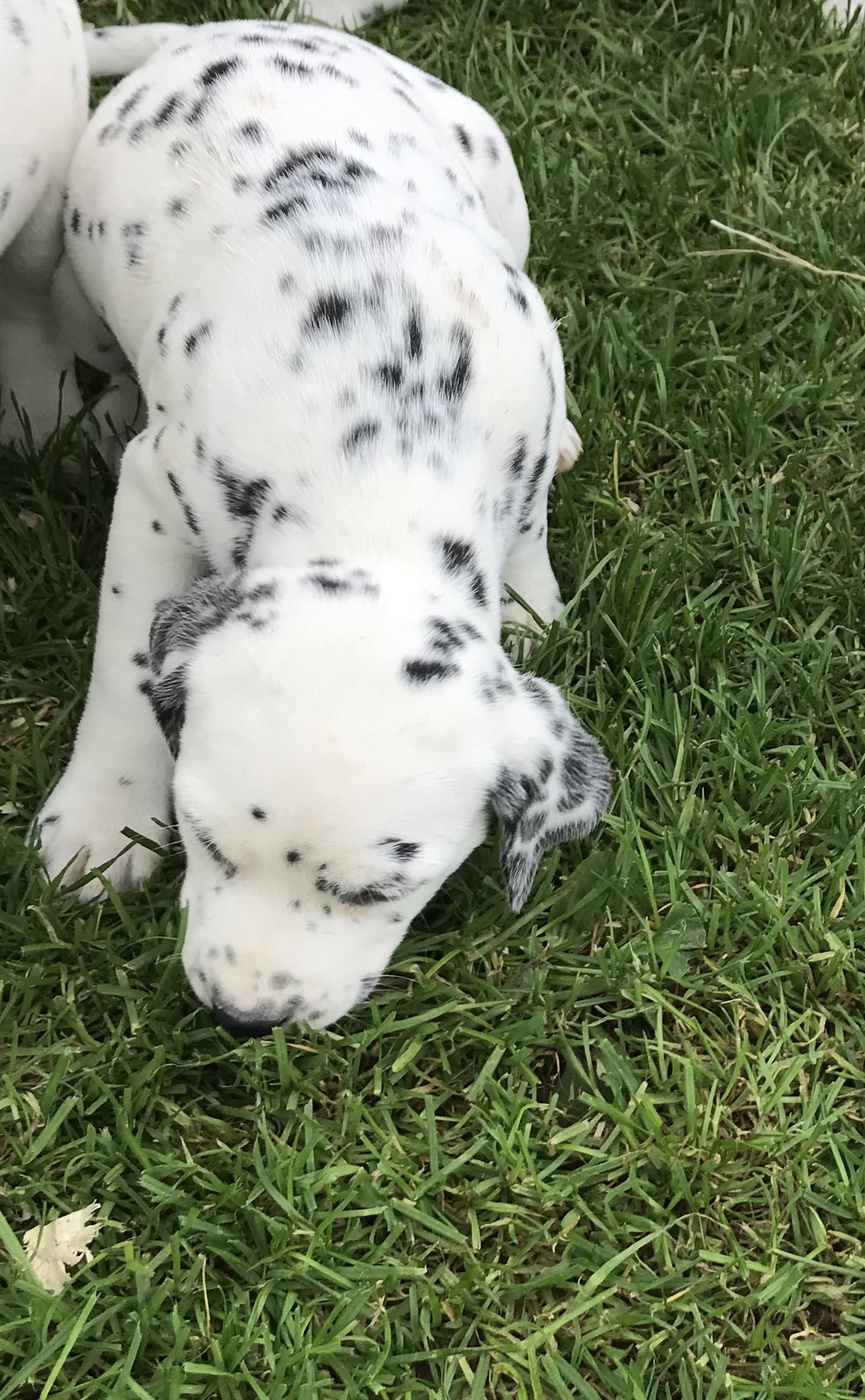 Dalmatian Pup for sale Kells   Dogs For Sale Ireland
